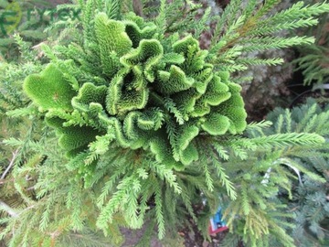 КРИПТОМЕРИЯ ЯПОНСКАЯ (CRYPTOMERIA JAPONICA) 50 СЕМЯН