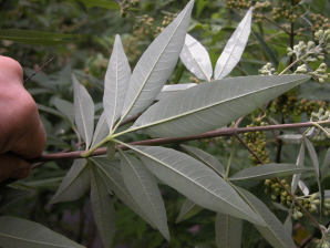 WITEX - VITEX NEGUNDO RARE SPECIES - 30 СЕМЯН