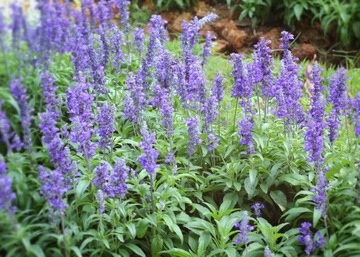 SZAŁWIA LEKARSKA (SALVIA OFFICINALIS) - 70 NASION