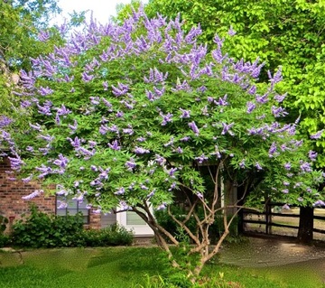 WITEX - VITEX NEGUNDO RARE SPECIES - 30 СЕМЯН