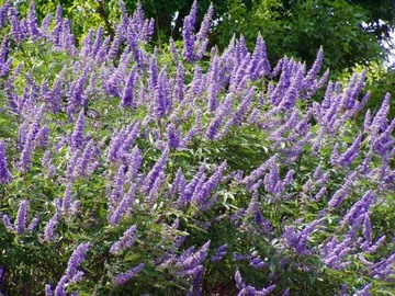 WITEX - VITEX NEGUNDO RARE SPECIES - 30 СЕМЯН