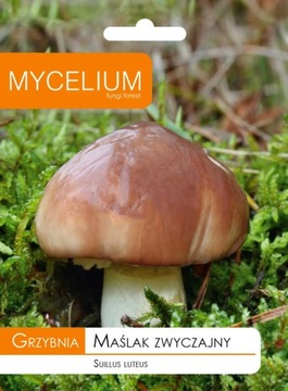 Mycelium butler ordinary mushrooms forest в garden, фото