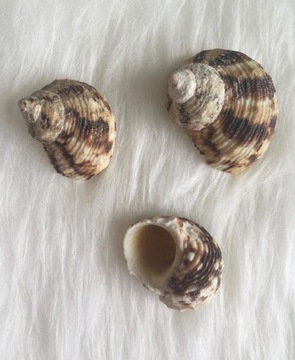 Hull turbo exotic exceptional decor 3 pieces, фото