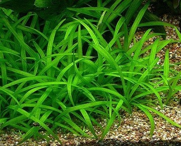 Sagittaria subulata Strzałka rośliny in vitro do akwarium porcja 5 sadzonek