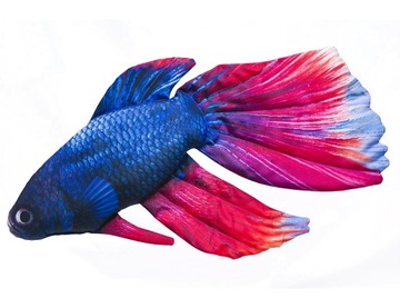 Bojownik syjamski (betta splendens) poduszka 53 cm