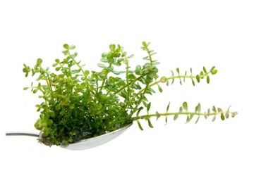 49. Rotala rotundifolia (indica) in vitro 10 ПК