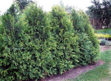 Tuja thuja KÓRNIK 40cm na żywopłot W DONICZCE