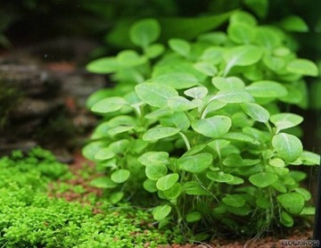 Lobelia Cardinalis sp MINI rośliny in vitro do akwarium 2 sadzonki