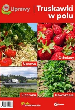 Truskawki w polu. ABC Uprawy uprawa truskawek