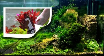 Hikari Cichlid Gold средние гранулы 250г плавающие