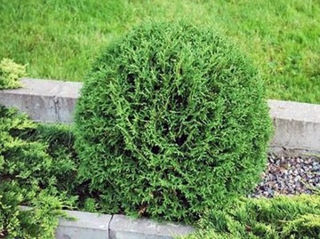 Tuja thuja HOSERI 25cm karłowa W DONICZCE