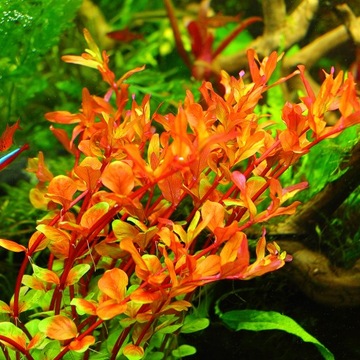 Rośliny do akwarium Rotala Colorata 25-35 szt. XXL
