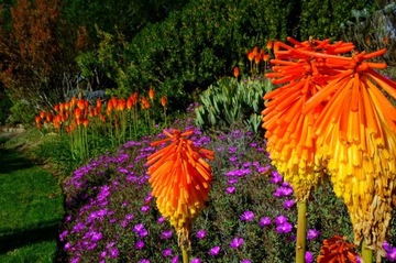 HIT ! TRYTOMA Płonąca Pochodnia Kniphofia nasiona