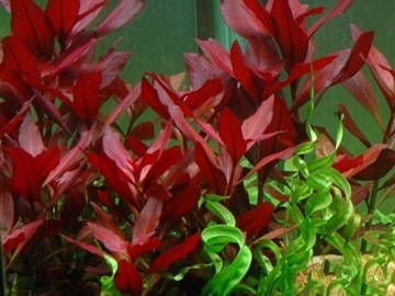 LUDWIGIA REPENS RUBIN - hodowla podwodna