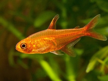 Bystrzyk Amandae WYSYŁKA akwa_fan