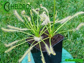 Росянка CAPENSIS Alba Drosera - 100X - от заводчика