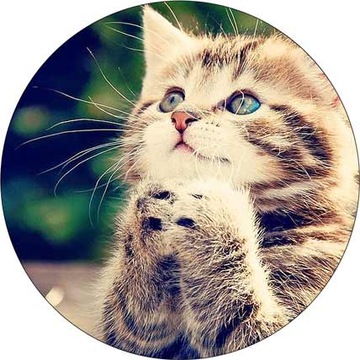 ВОЛНЫ для торта КОТЫ, диаметр 20 см, плотные, насыщенные цвета.