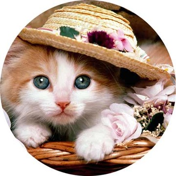 ВОЛНЫ для торта КОТЫ, диаметр 20 см, плотные, насыщенные цвета.
