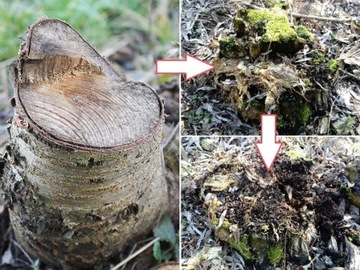 Живой мицелий для удаления пней и корней деревьев.