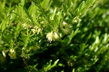 L106 Сухая древесина китайская (Lonicera Pilata) стр.9