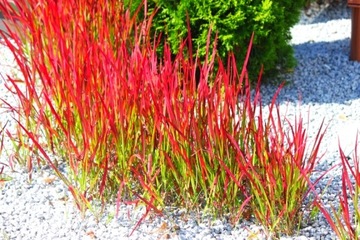 OGNISTA TRAWA! CZERWONA IMPERATA RED BARON