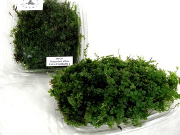 MECH DO TERRARIUM - PALUDARIUM M3 GURAMI 1 natura