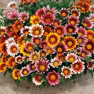 GAZANIA GLOSSY Солнечные цветы