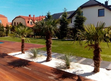 TRACHYCARPUS FORTUNEI МОРОЗОСТОЙКАЯ ПАЛЬМА P240-260