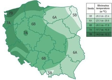 СТЕРИЛЬНАЯ КЛЯТВА АТРОПУРПУРЕА СОТ. в P9