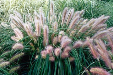 PÓŁKÓWKA RED HEAD Pennisetum фонтанная трава цветочный горшок