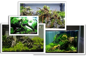 Roślina do akwarium Bucephalandra theia green XL