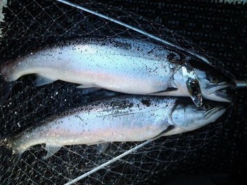 Морская форель щука REWA 19 г GELONA inox