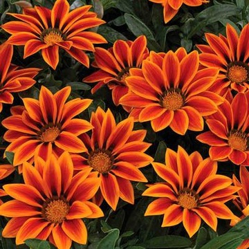 GAZANIA GLOSSY Солнечные цветы