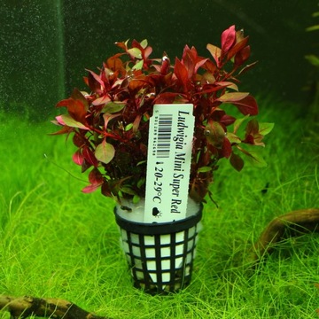 Аквариумные растения Ludwigia Mini Super Red XL