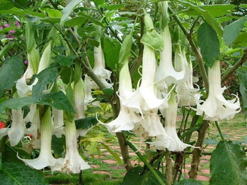 DATURA BIAŁA SKLEP_TULIPAN.