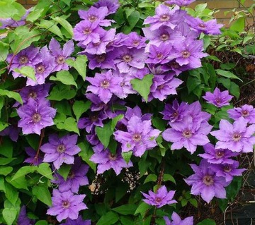 CLEMATIS POWOJNIK FIOLETOWY Z DONICY PA 558