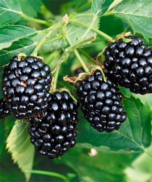 Jeżyna bezkolcowa BLACK SATIN pyszny owoc W DONICY