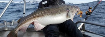 WĘDKA MISTRALL LAMBERTA MULTI PILK 2,40m /150-200g