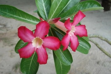 РОЗА ПУСТЫНИ ADENIUM OBESUM 3 СЕМЯ