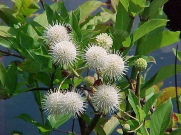 Guzikowiec zachodni - Cephalanthus occidentalis