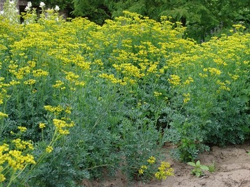 RUTA ZWYCZAJNA (RUTA GRAVEOLENS) - 30 NASION