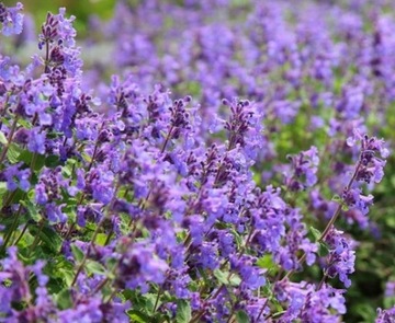 ПРЯНОСТИ КОШКА NEPETA CATARIA 500 США