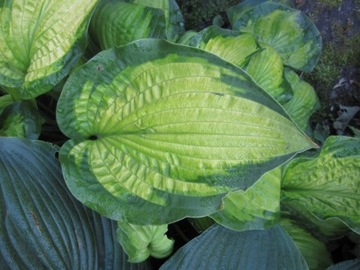 Hosta 'September Sun' - Funkia