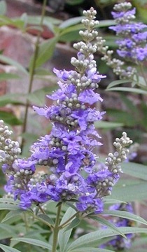 WITEX - VITEX NEGUNDO RARE SPECIES - 30 СЕМЯН