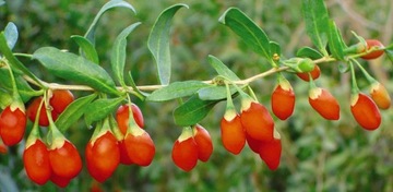 фото ориг. №15, Berries berry goji - kolcowoj red seed