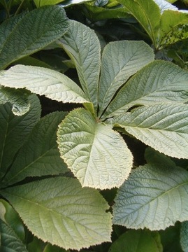 РОДЖЕРСИЯ КАШТАНОВОЛИСТОСТНАЯ (RODGERSIA AESCULIFOLIA) - 100 СЕМЯН