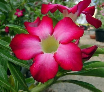 ДЛЯ БОНСАЙ ПУСТЫННАЯ РОЗА ADENIUM OBESUM ДЛЯ БОНСАЙ 3 СЕМЯНА