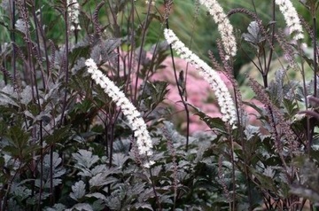 Cimicifuga 'Atropurpurea' - Pluskwica (Świecznica)