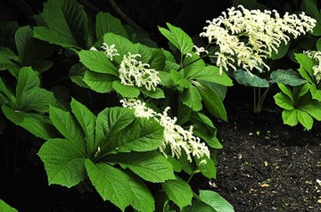 РОДЖЕРСИЯ КАШТАНОВОЛИСТОСТНАЯ (RODGERSIA AESCULIFOLIA) - 100 СЕМЯН