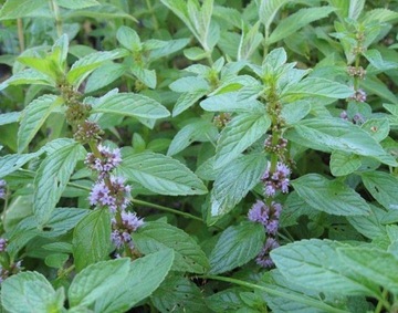 ZIOŁO MIĘTA PIEPRZOWA MENTHA PIPERITA 1000 NASION